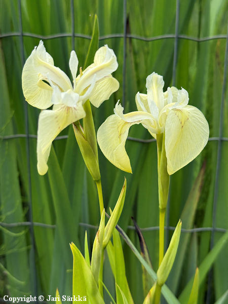 Iris pseudacorus 'Alba', keltakurjenmiekka